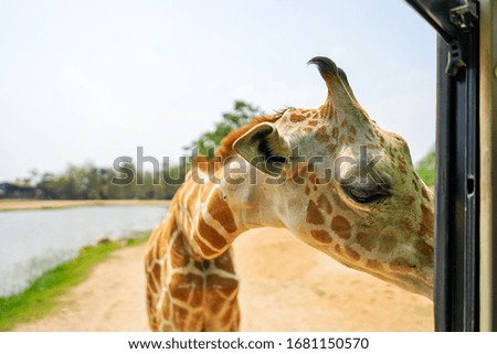Picture of a giraffe near the car window