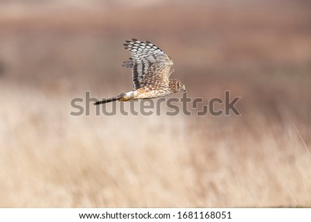  Flying Northern Harrier at Delta BC Canada