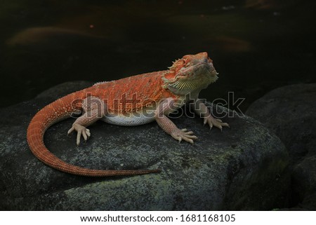
A bearded dragon (Pogona sp) is sunbathing on a rock.