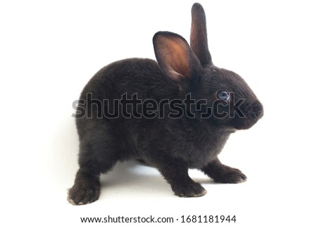 Cute little rex black rabbit isolated on white background