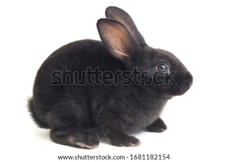 Cute little rex black rabbit isolated on white background