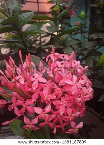 Thechi(Ixora Coccines). Gives  beauty to garden