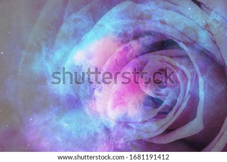 Abstract universe and rose background