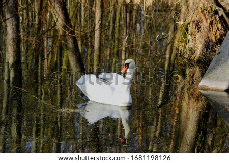 One white adult swan swimming near the lake near trees on a sunny spring day.