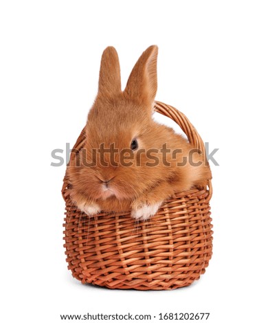 Adorable fluffy Easter bunny in wicker basket on white background