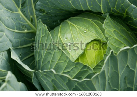 Green cabbage in the garden. Close-up shots in the top view for graphic design. In the concept of consumption of organic vegetables