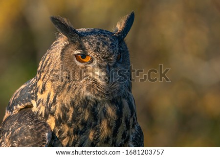 Portrait of a beautiful Eurasian Eagle owl (Bubo bubo) portrait. Blue and green bokeh background. Noord Brabant in the Netherlands.