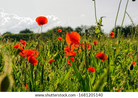Poppy field in the European countryside
