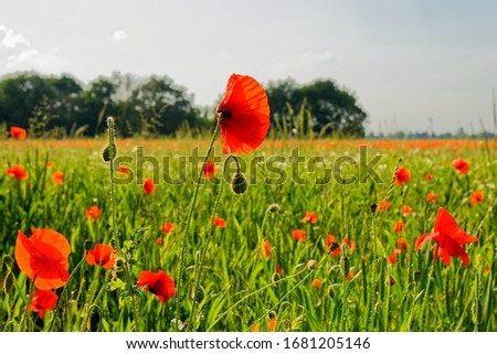 Poppy field in the European countryside