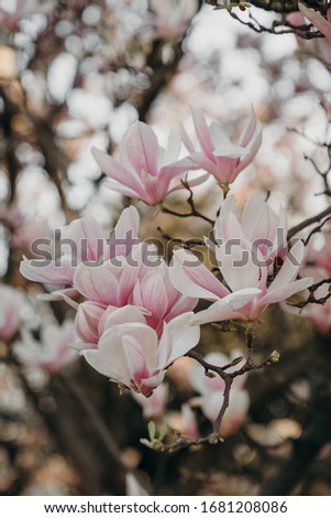 Magnolia tree with pink flowers in the park
