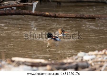 The red-breasted merganser is diving duck. Red brasted merganser on the river
