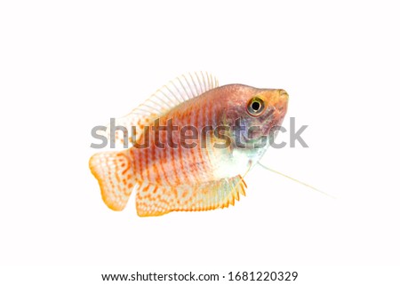 Dwarf gourami fish on white background. 