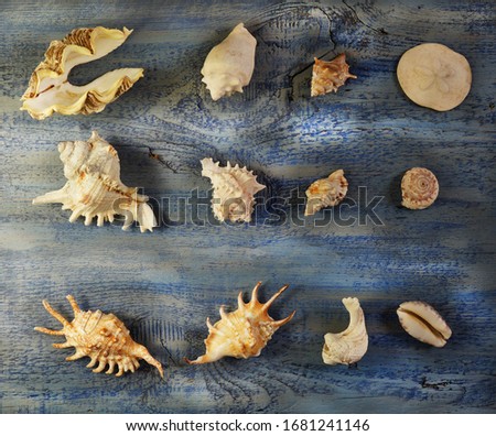 Sea shell background.  Wooden background blue.  Summer card                            