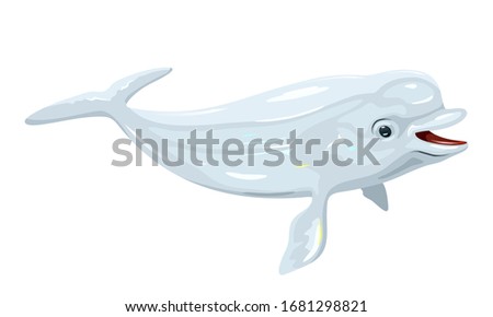 Gregarious beluga or white whale is Arctic and sub-Arctic cetacean. It s known as sea canary, due to its high-pitched calls and melonhead. Marine animal. Vector isolated illustration.