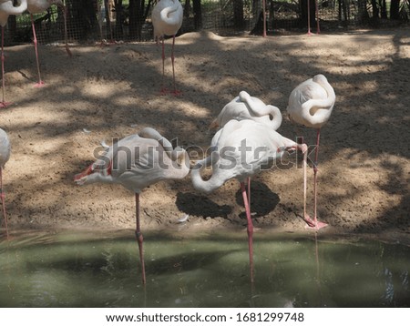 The standing flamingos gather together near the pond