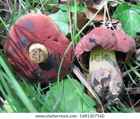 Boletus dupainii-Boletus dupainii is a Rare forest-dwelling edible mushroom with an unusual bright red cap and orange netted leg. Photographed in the summer in the Caucasus Krasnodar region