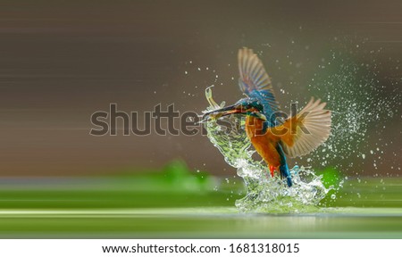 Common Kingfisher catches fish out of water Royalty-Free Stock Photo #1681318015