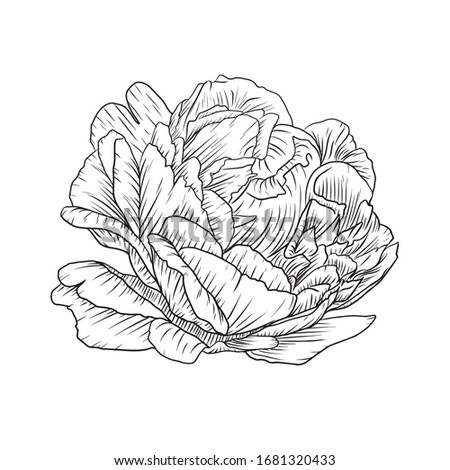 beautiful monochrome hand drawn black and white peony flower isolated on white background.
