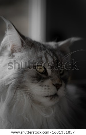 Cat portrait with various behaviour