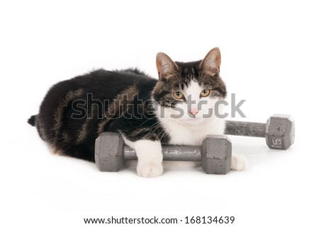 Cat with one paw resting on dumbbell, isolated on white