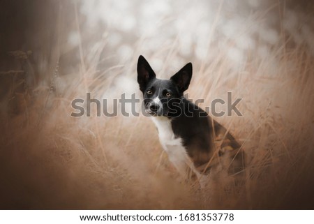 Border collie in the grass