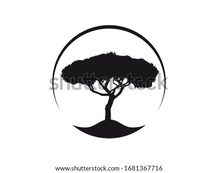 Pinus Pinea mediterranean Umbrella Pine tree vector icon in circle