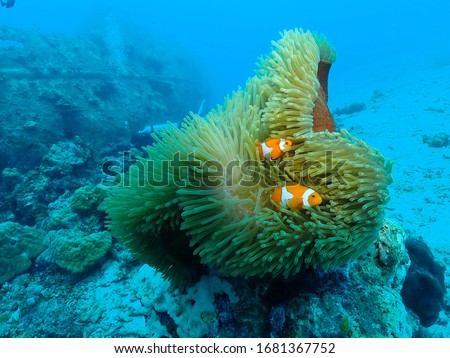 Scuba Diving in Papua New Guinea , Rabaul , Kokopo Town area . PNG muck , macro diving over the walls in Duke Of York islands  Royalty-Free Stock Photo #1681367752