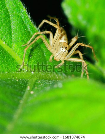 Macro Photography of Jumping Spider on Green Leaf