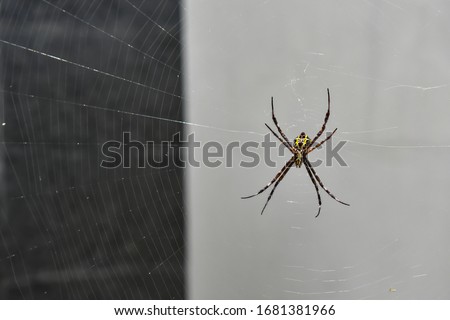 yellow spider is guarding its nest