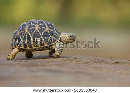 Indian Star Tortoise at Indroda Nature Park, Gandhinagar, India  Royalty-Free Stock Photo #1681383049