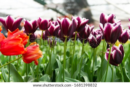 Dutch tulips growing on a flowerbed in spring on a sunny day