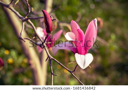 Pink magnolia flowers on a tree, soft focus.