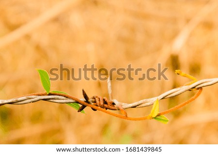 Barbed wire of farm fence and blured background