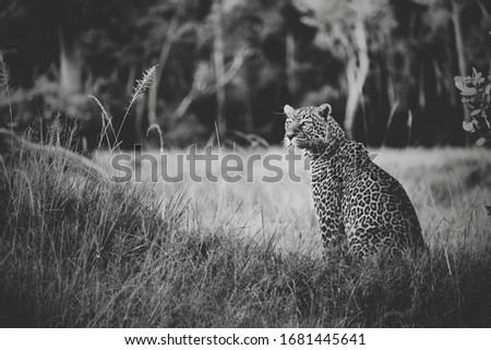 Leopard Masai Mara Kenya National Reserve