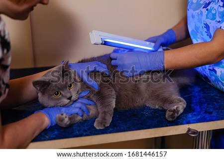 Examination of a white British cat for skin diseases and fungus under an ultraviolet lamp