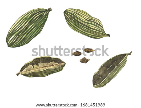 Cardamom spice whole and opened with seeds isolated on white background. Watercolor hand drawing illustration for design food, cooking, mulled wine, medicine, aromatherapy. Clip art.