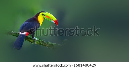 Rainbow-billed Toucan foraging in the woods
