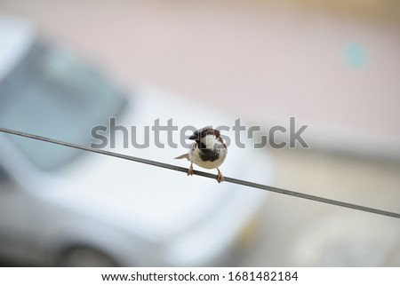 Close up view of sparrow sitting on wire
