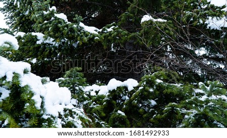 Spruce branches covered with snow. Detailed closeup. Evergreen conifer in winter. New Year's atmosphere. The cold season. Beautiful card. Graphic resources background image.