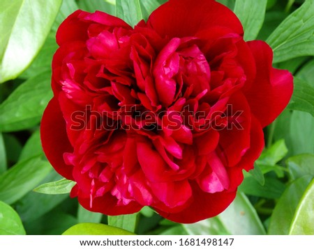        
Close up of a peony flower                       