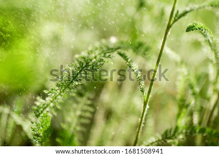 closeup  green grass     and morning dew. picture with soft focus.  easter background.