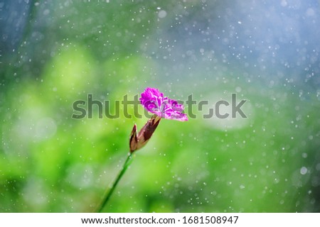 closeup  violet flower    and morning dew. picture with soft focus.  easter background.