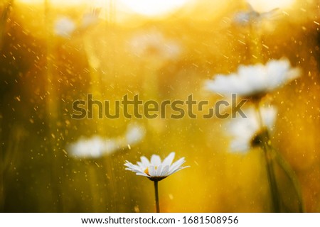 closeup  chamomile  and morning dew. picture with soft focus.  easter background.