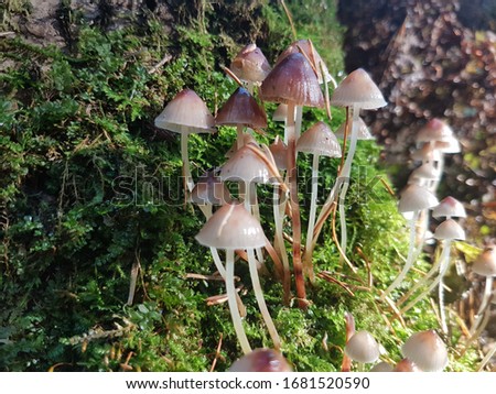 Magical mysterious, but poisonous mushrooms on an old stump.