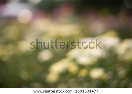 Abstract background blur bokeh Of colorful flowers