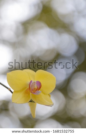 Beautiful Phalaenopsis yellow orchid flower with natural blur bokeh background. selective focus