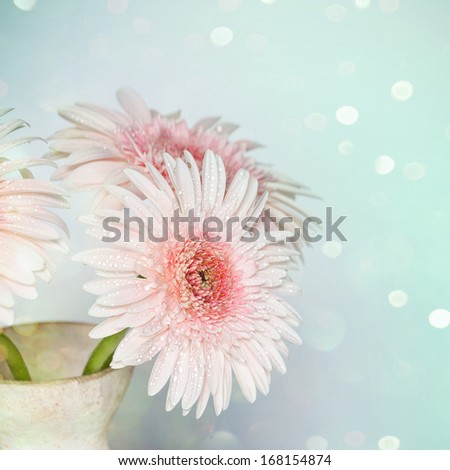 Gerber Flowers 