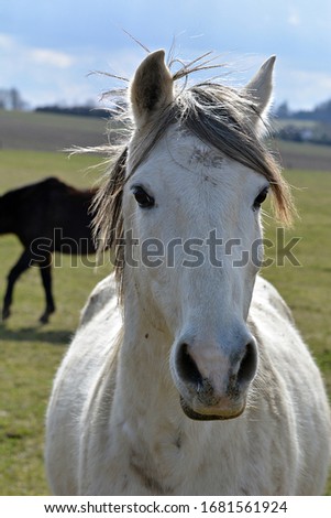 Details of a beautiful horse in spring