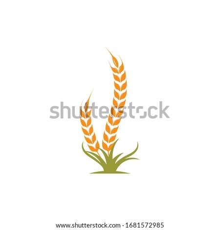 Agriculture wheat   vector icon illustration design template