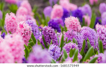 Large flower bed with multi-colored hyacinths, traditional easter flowers, flower background, easter spring background. Close up macro photo, selective focus. Ideal for greeting festive postcard. Royalty-Free Stock Photo #1681575949